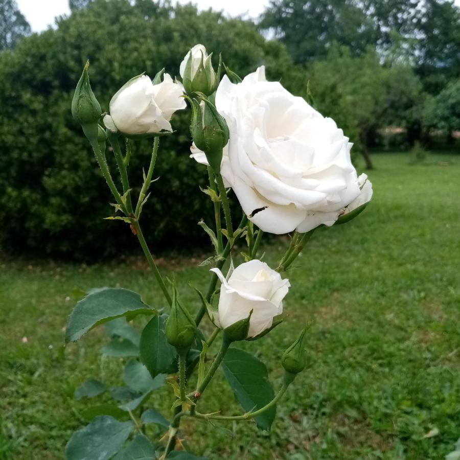 La Vie En Rose Bed & Breakfast Buia Dış mekan fotoğraf